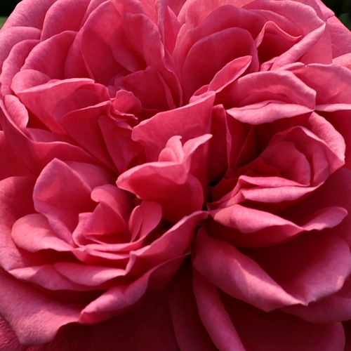Rosa Titian™ - trandafir cu parfum intens - Trandafir copac cu trunchi înalt - cu flori tip trandafiri englezești - roz - Francis Lewis Riethmuller - coroană curgătoare - ,-